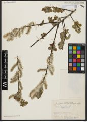 Foto von Salix aegyptiaca L.
